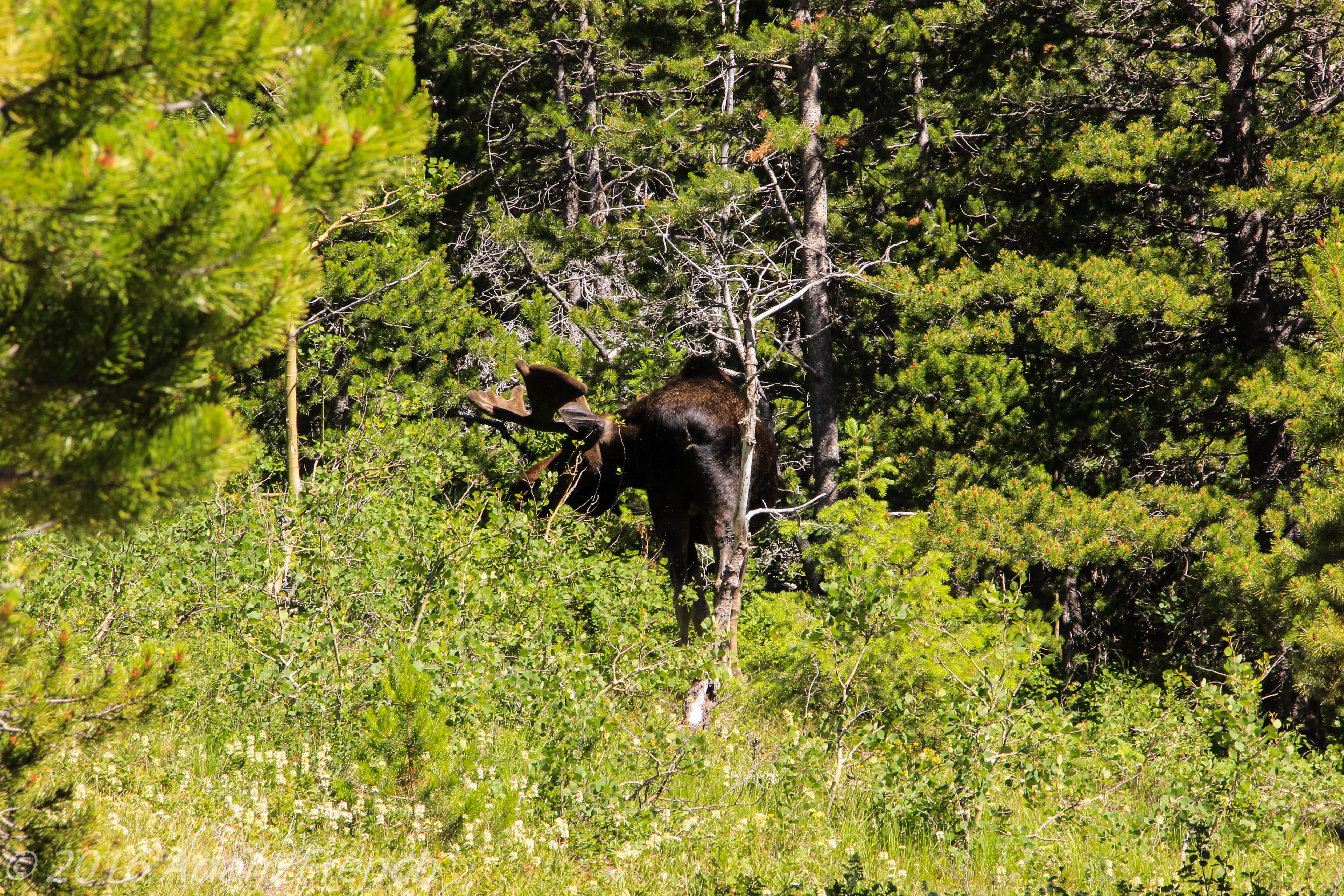 A bull moose amongst trees