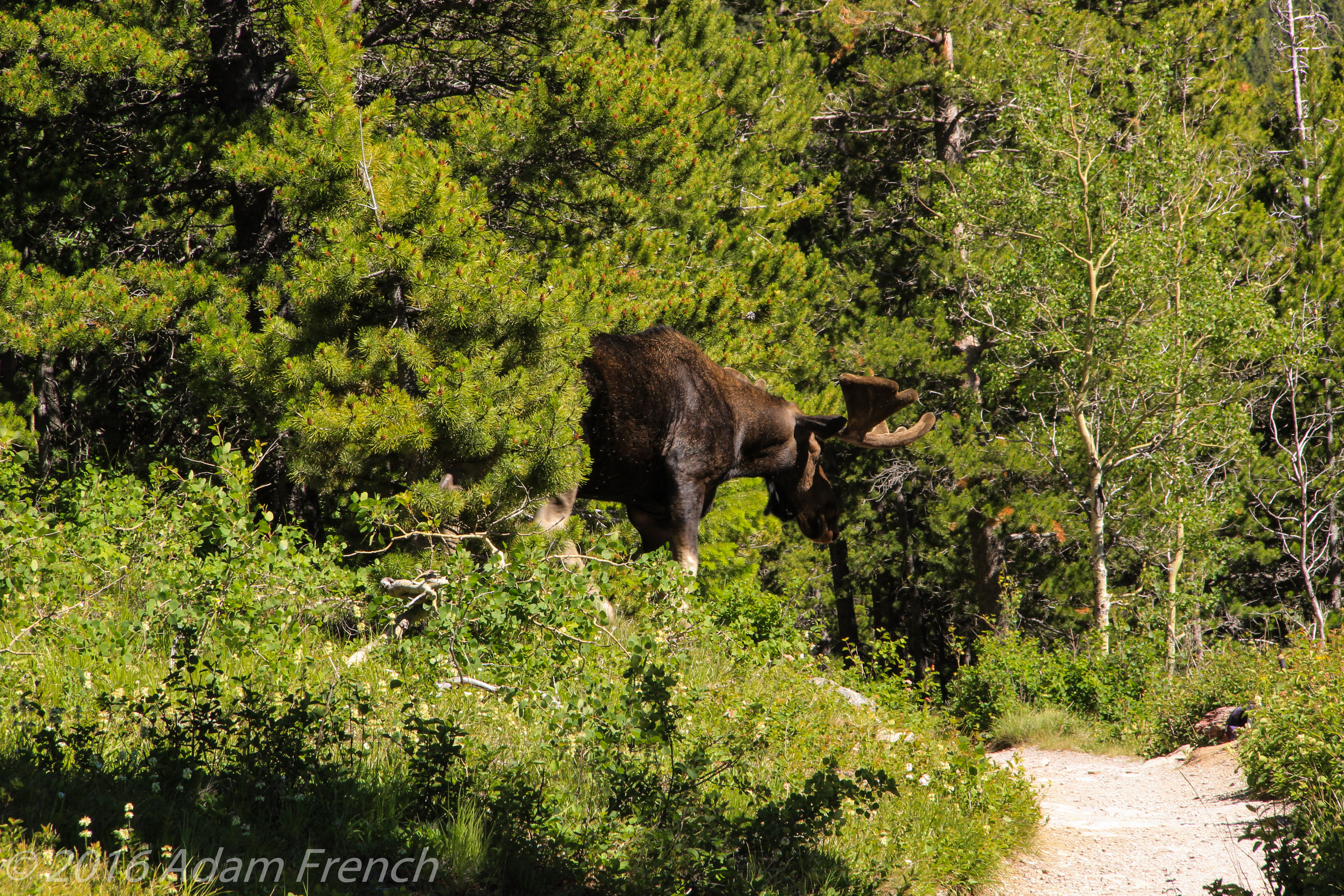 A bull moose stands right next to a hiking trail in the woods