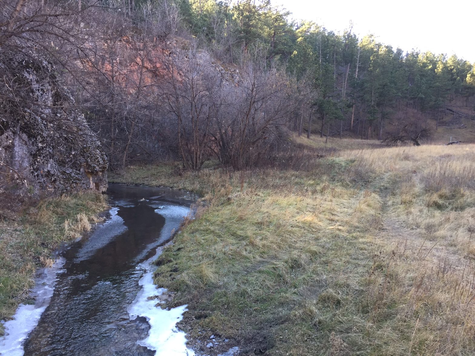 A winter scene. A small, icy creak meanders through a brown-grass meadow with bare trees on its banks and green pine trees in the background.