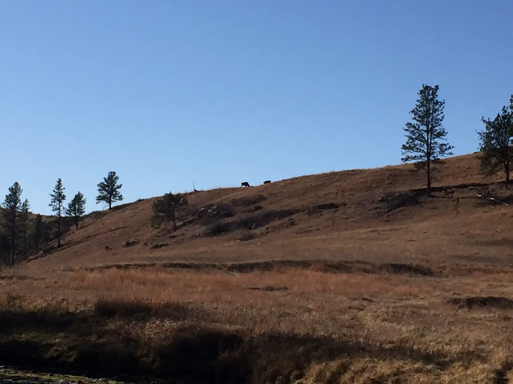 A brown-grassy hill dotted with pine trees, with two dark specks resembling buffalo at the top, all under a clear, blue sky.
