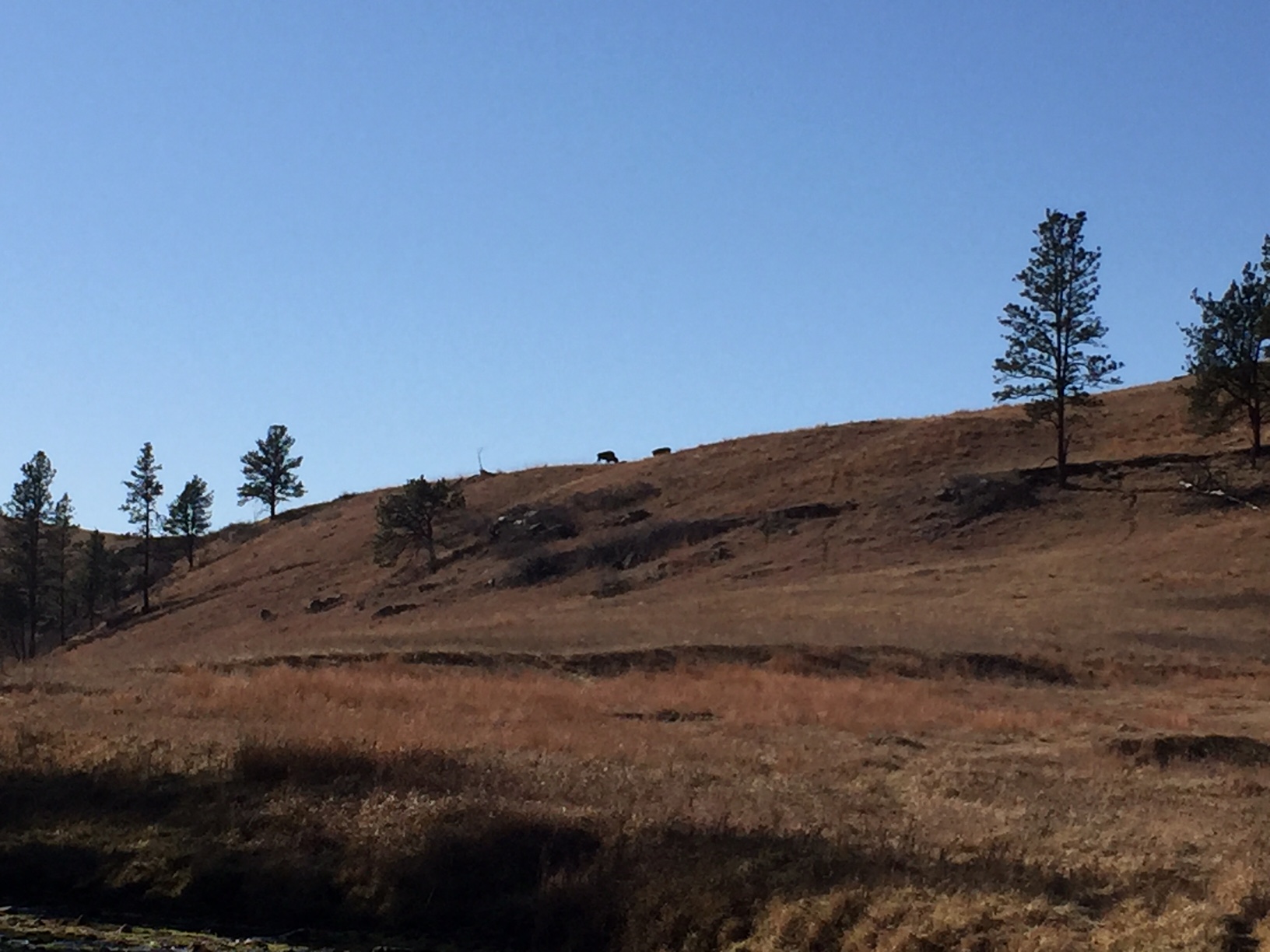 A brown-grassy hill dotted with pine trees, with two dark specks resembling buffalo at the top, all under a clear, blue sky.