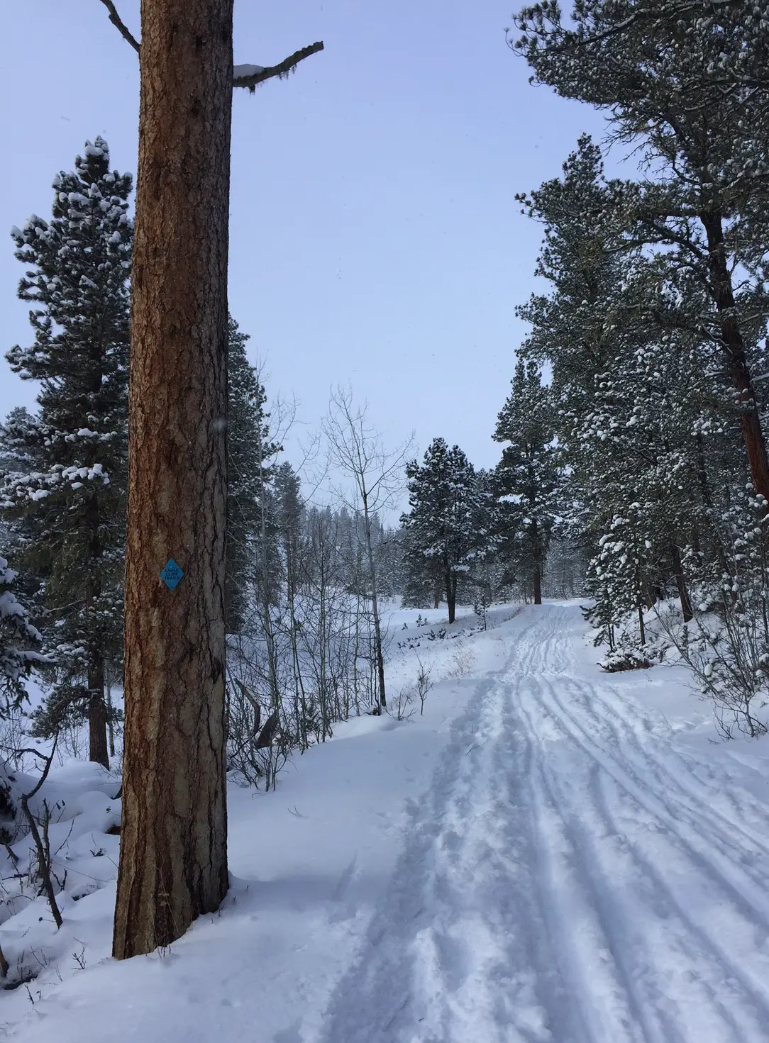 Ski tracks down a snow-covered forest road. Pine trees line both sides