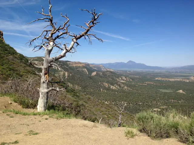 A dead tree sits on the side of a cliff with rocky, tree-covered mesas and mountains in the background, all under a blue sky.