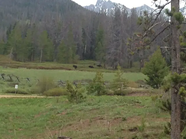 Green grass field with pine trees in the background. Three large, dark, shapes that appear to be moose are emerging from the trees. Mountains dotted with snow are in the far background