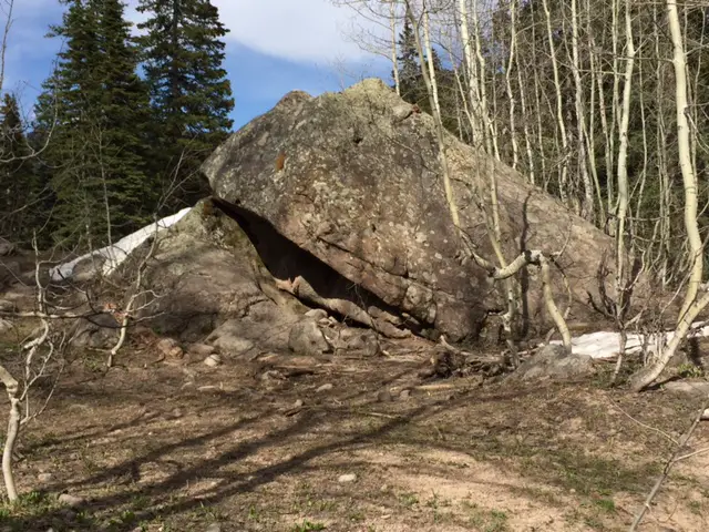 Two large rocks sit leaning on each other amongst trees in the forest.