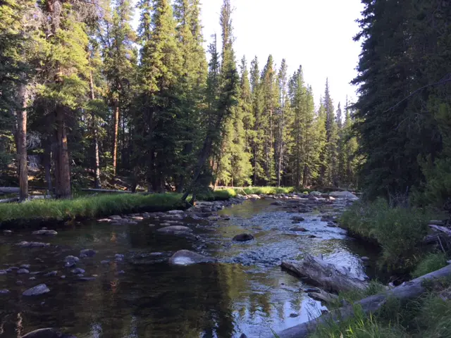 A stream runs through a forest