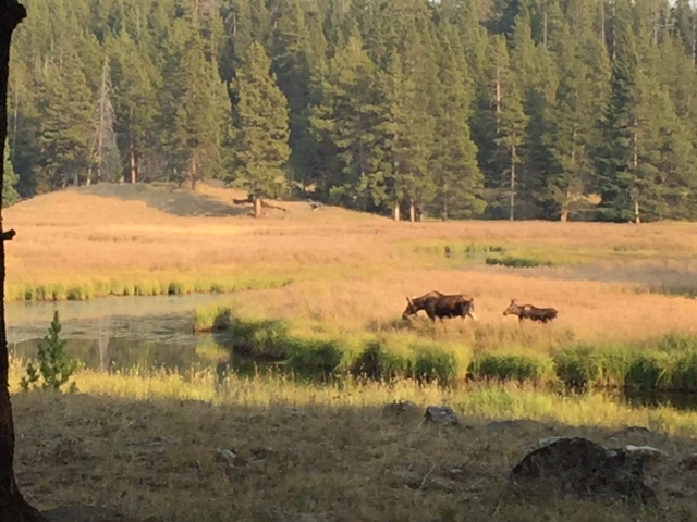 A cow and baby moose walk through a meadow with a stream running through it. The forest creates a backdrop.