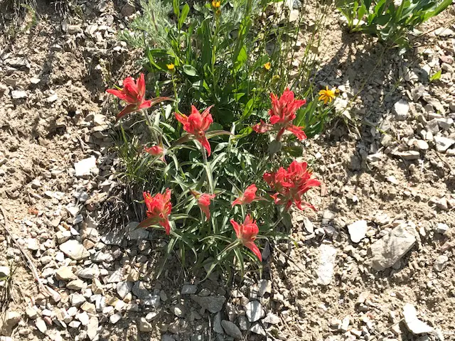 A plant with red flowers sits amongst gravel