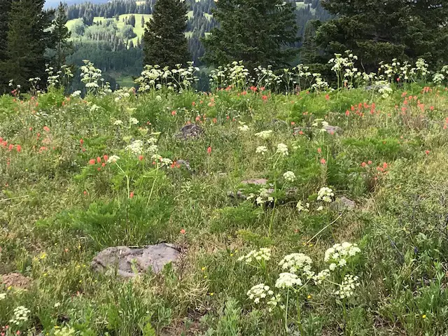 Wildflowers in a grassy meadow. Trees and a grass-covered mountain are in the background