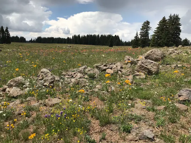 A grassy, rocky meadow full of yellow wildflowers surrounded by pine trees