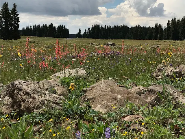 A grassy, rocky meadow full of multi-colored wildflowers surrounded by pine trees