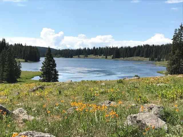 A grassy, rocky meadow full of multi-colored wildflowers, with a small lake in the background, all surrounded by pine trees