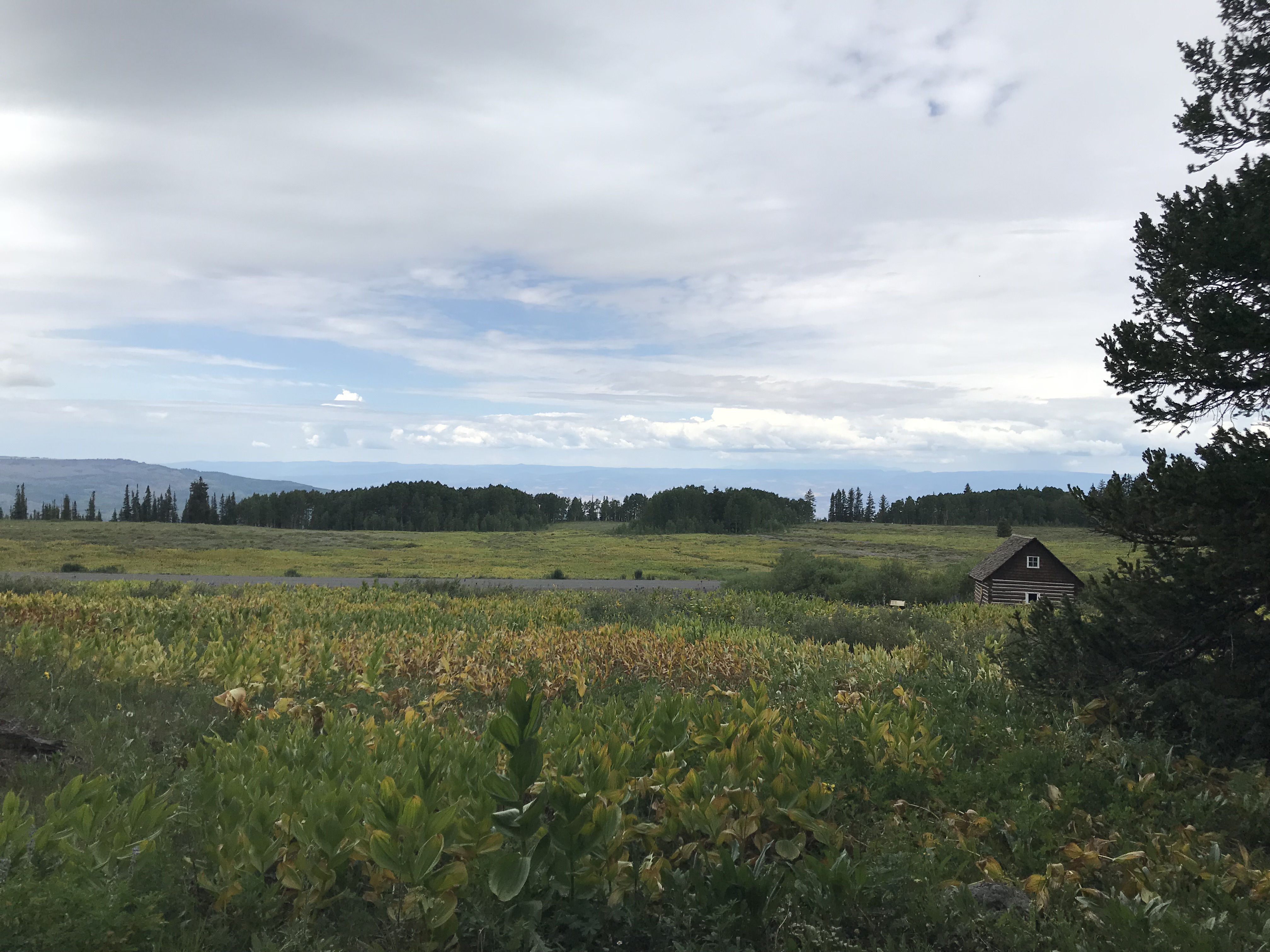 Yellow wildflowers in a tall, grassy meadow. An old cabin can be seen down the hill