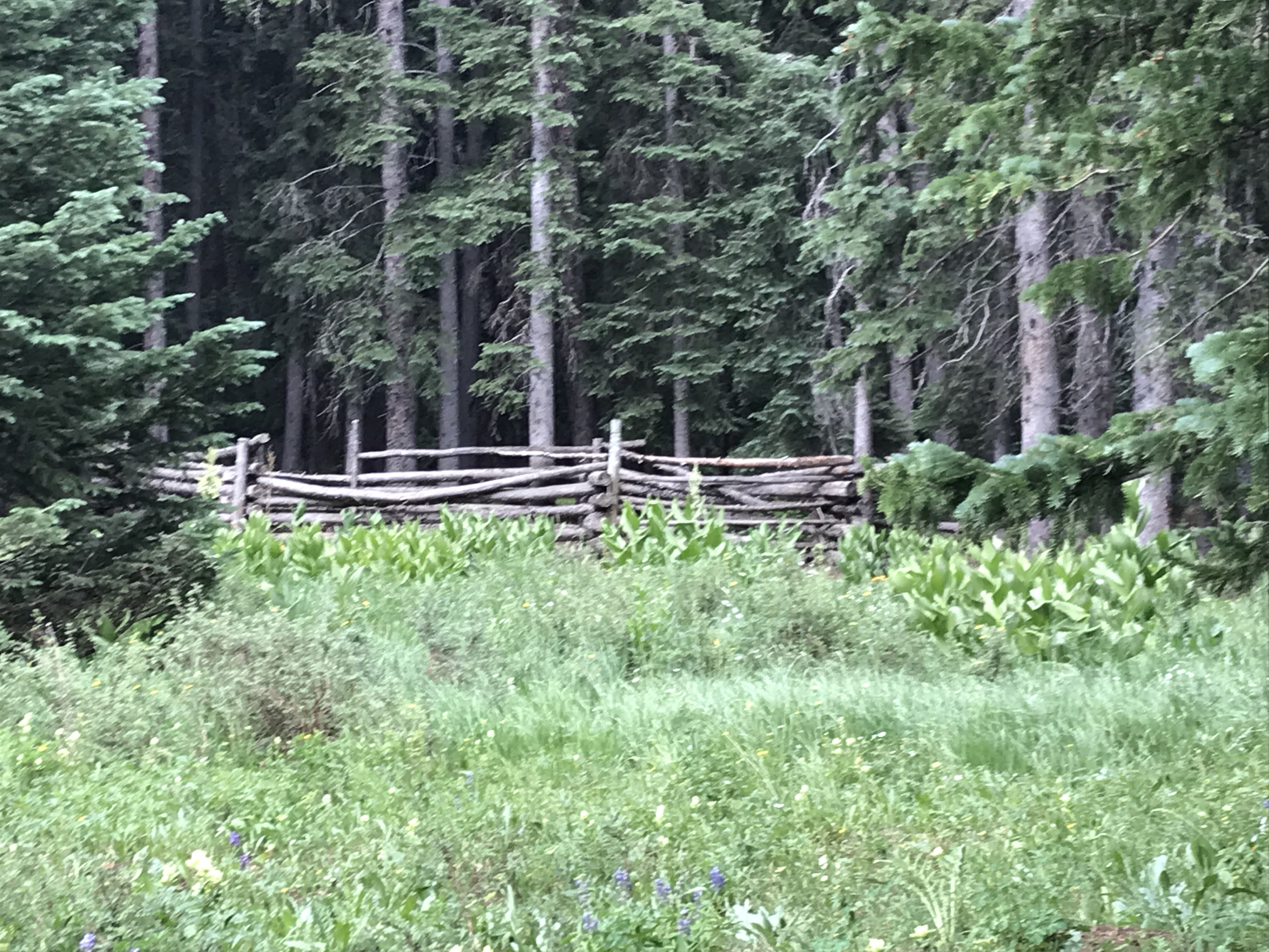 An old, wooden fence-surround sits in a grassy, open space just outside a deep woods surrounded by tall pine trees
