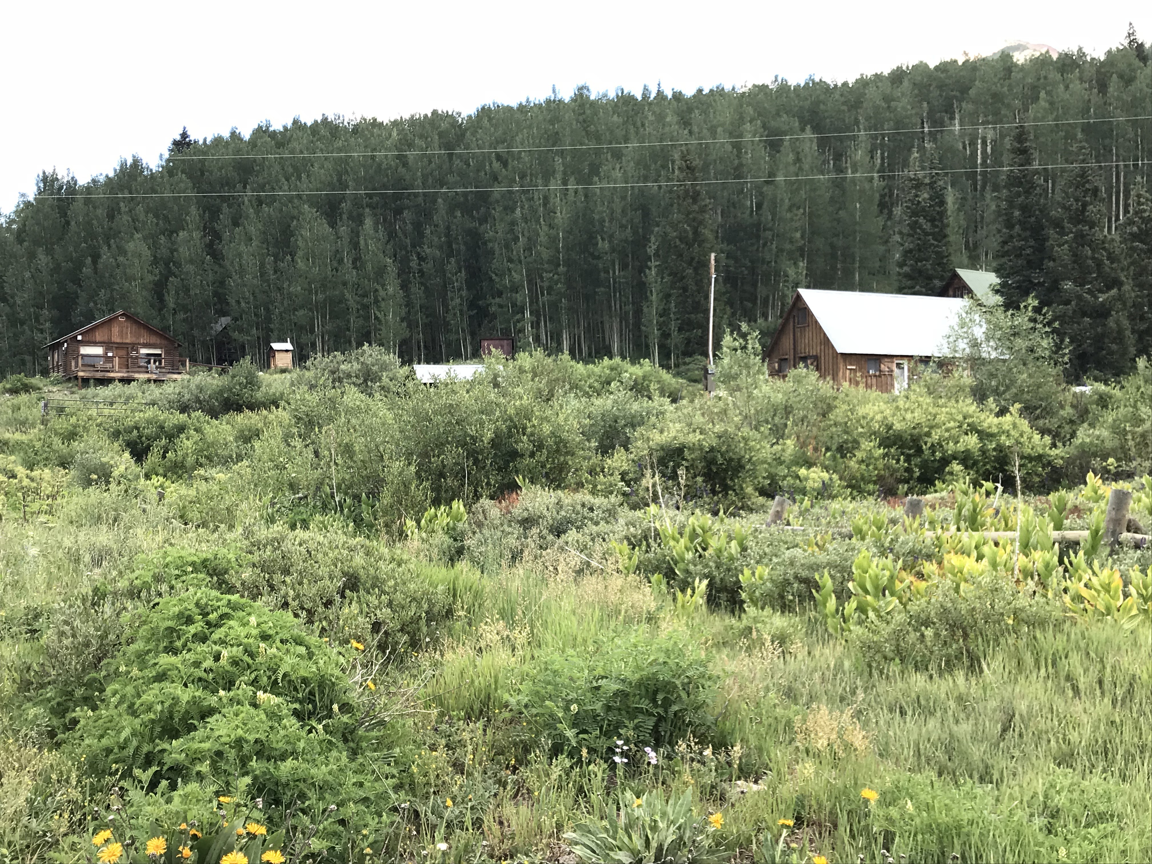 Old cabins sit amongst short trees with the forest in the background