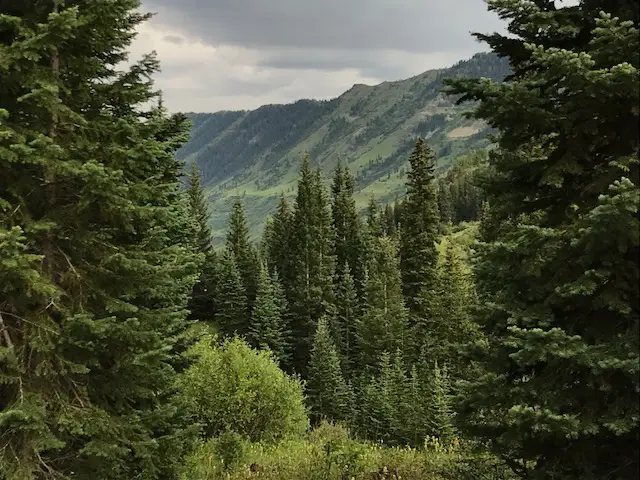 Pine trees frame the rugged slopes of green, tree-covered mountains in the background
