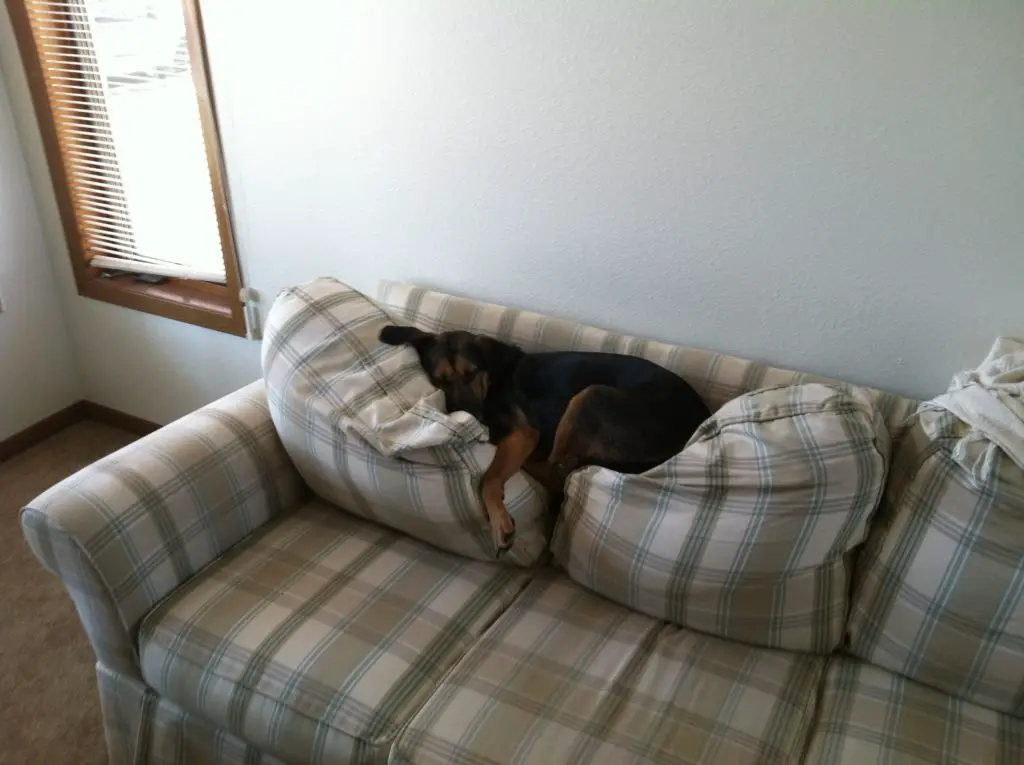 Black and tan dog lays on the back cushions of a sofa