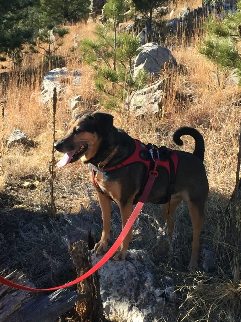 Black and tan hound dog stands on a rock in the forest