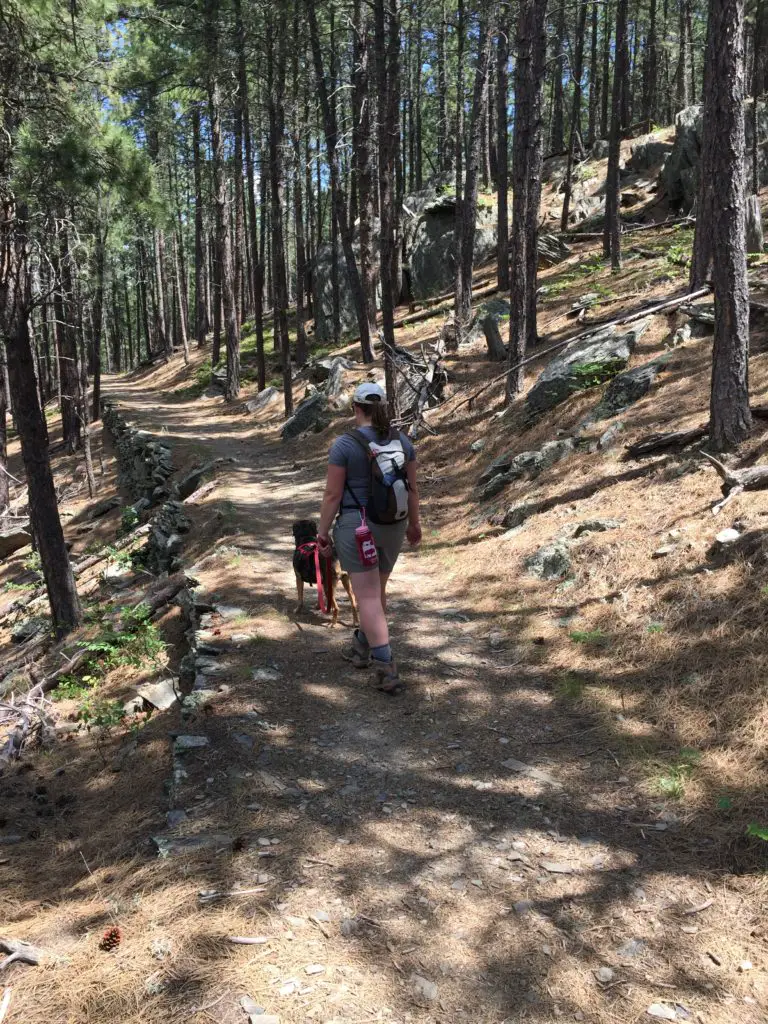 The rear view of a woman and dog walking along a flat, wide trail in the forest. 