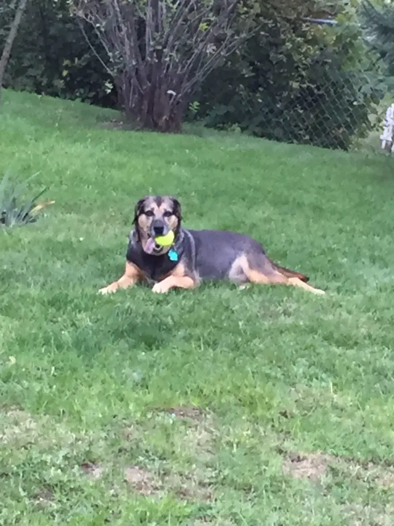 Black and tan dog lays on green grass with a tennis ball in her mouth