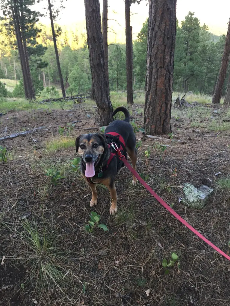 Black and tan dog panting while standing in the forest