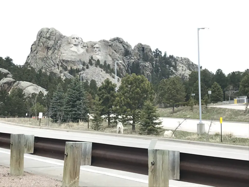 Mountain goats on the side of the road with Mt. Rushmore in the background