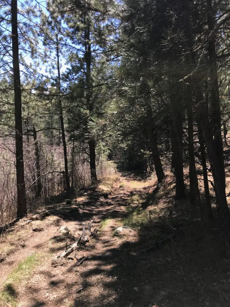 A dirt hiking trail forms a tunnel between the trees