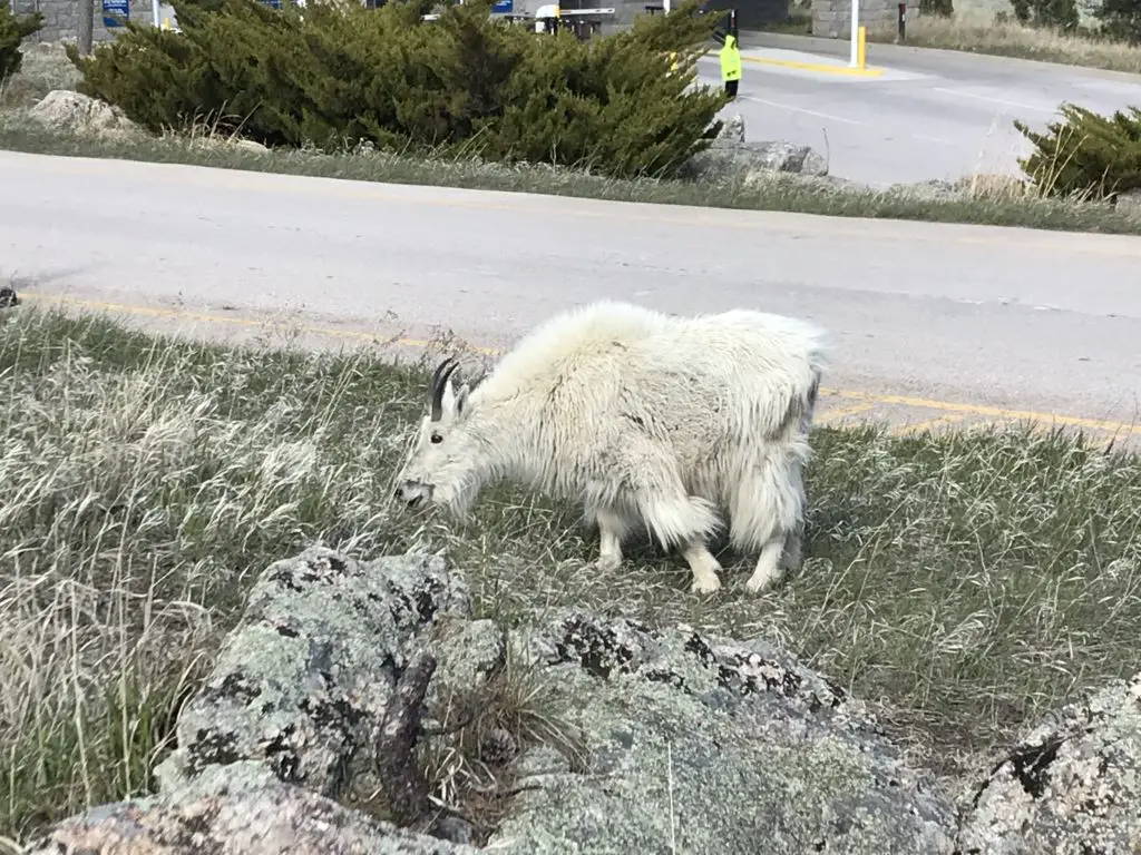 Mountain goal eating grass on the side of the road