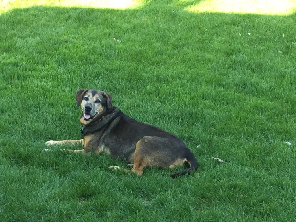 Black and tan dog lays in the bright, green grass