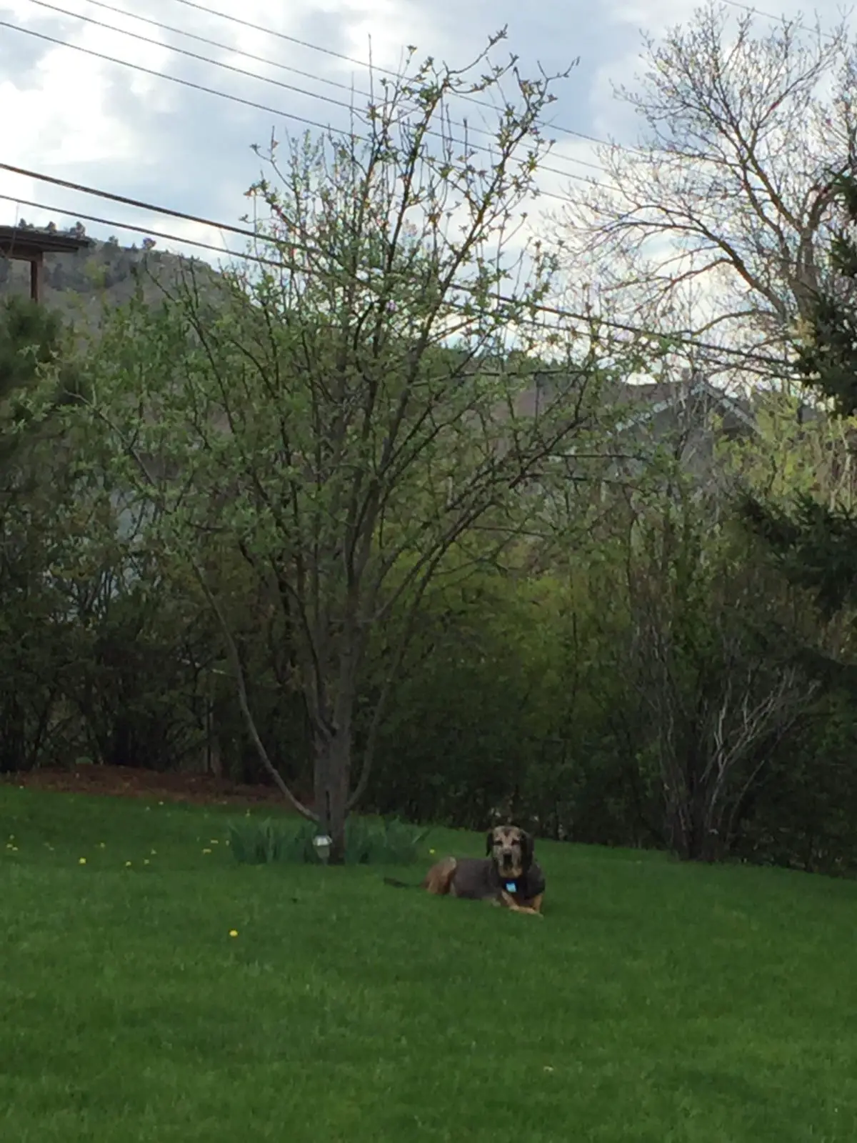 Black and tan dog lays under a tree in the bright, green, grass