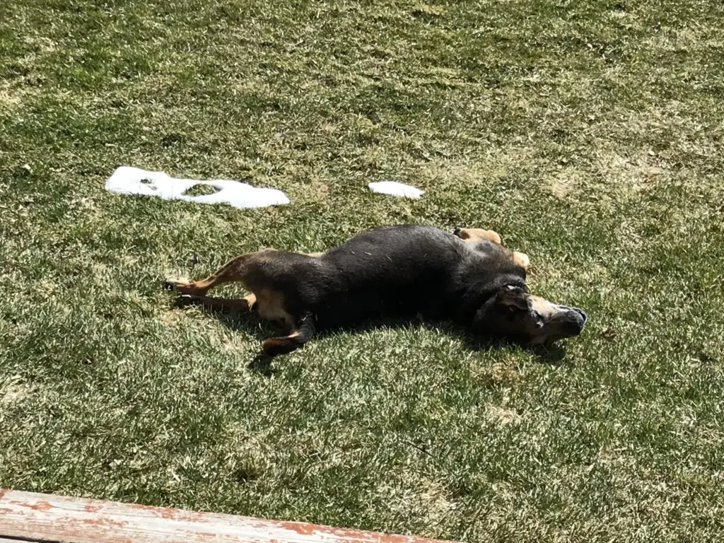 Black and tan dog rolls on her side in the grass and snow