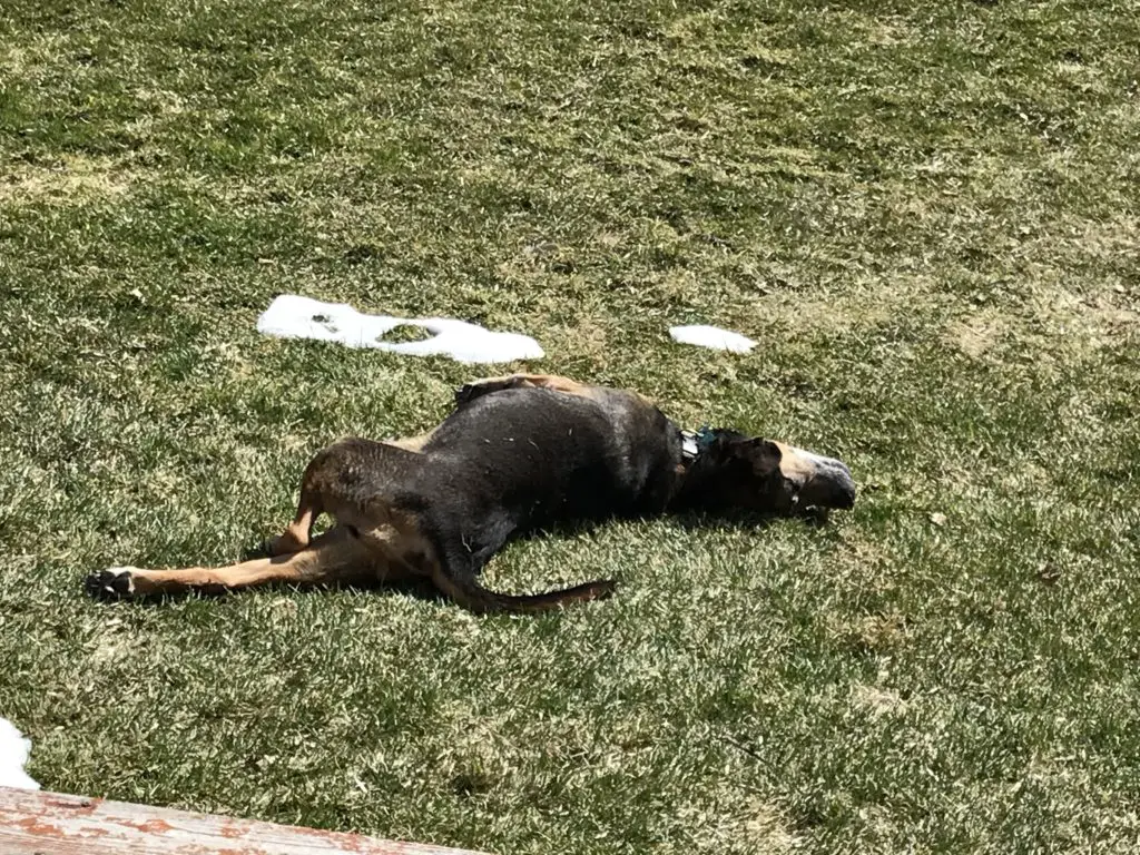 Black and tan dog rolls on her side in the grass and snow