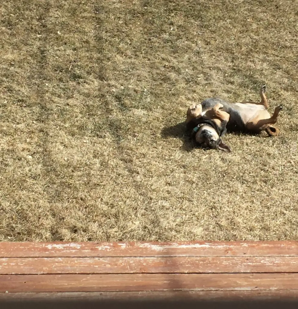 Black and tan dog lays upside down in the grass