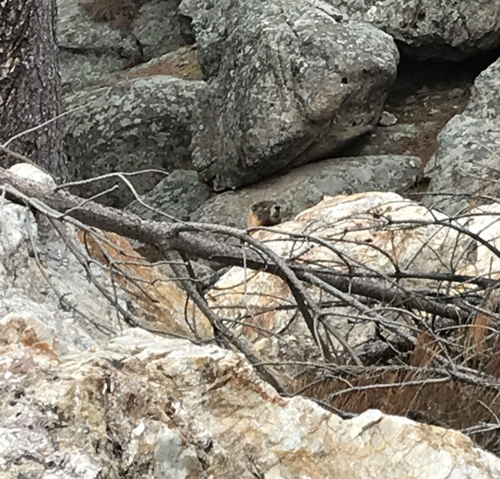 A marmot peaks it's head over some boulders