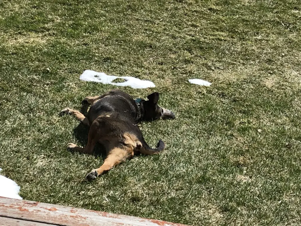 Black and tan dog rolls on her side in the grass and snow