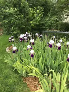 A patch of purple and white iris