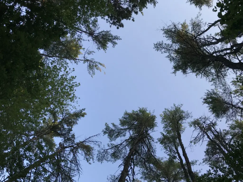 Blue sky through a crown of green trees