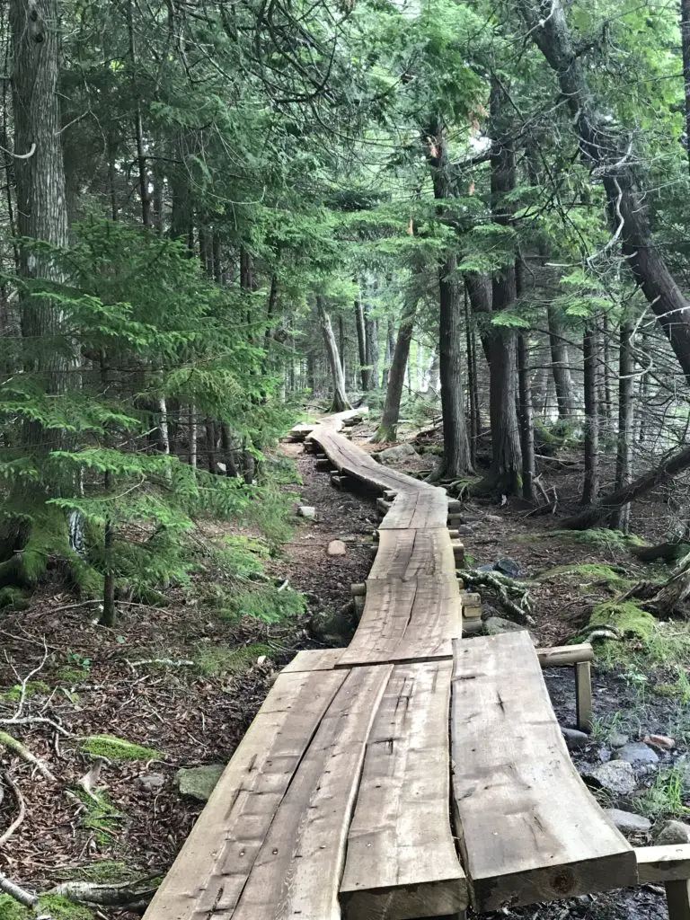 A narrow, wooden boardwalk through the pine trees