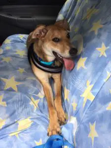 A dog with its tongue hanging out lays on a car seat
