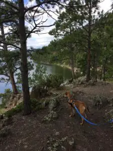 Rear view of a dog on a leash, on a dirt path in the woods, overlooking a lake