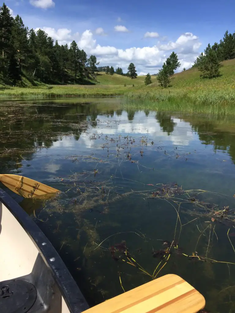 Two canoe paddles against a lake shoreline backdrop