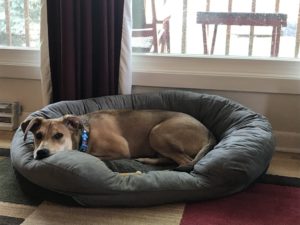 A dog lays on a dog bed in front of a window