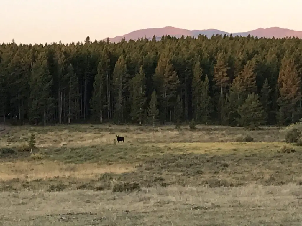 Morning in the meadow. A bull moose can be seen at a distance in the grass. The background is forest with the red, morning sun shining on the mountains in the far background.