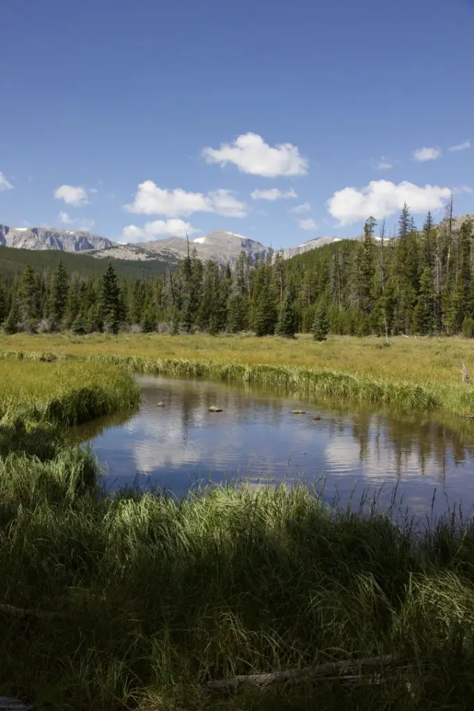 A creek runs through a wetland area with trees and stony mountains towering in the background.
