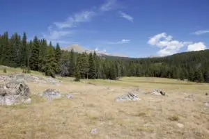 A grassy meadow with large rocks sprinkled about, bordered by forest