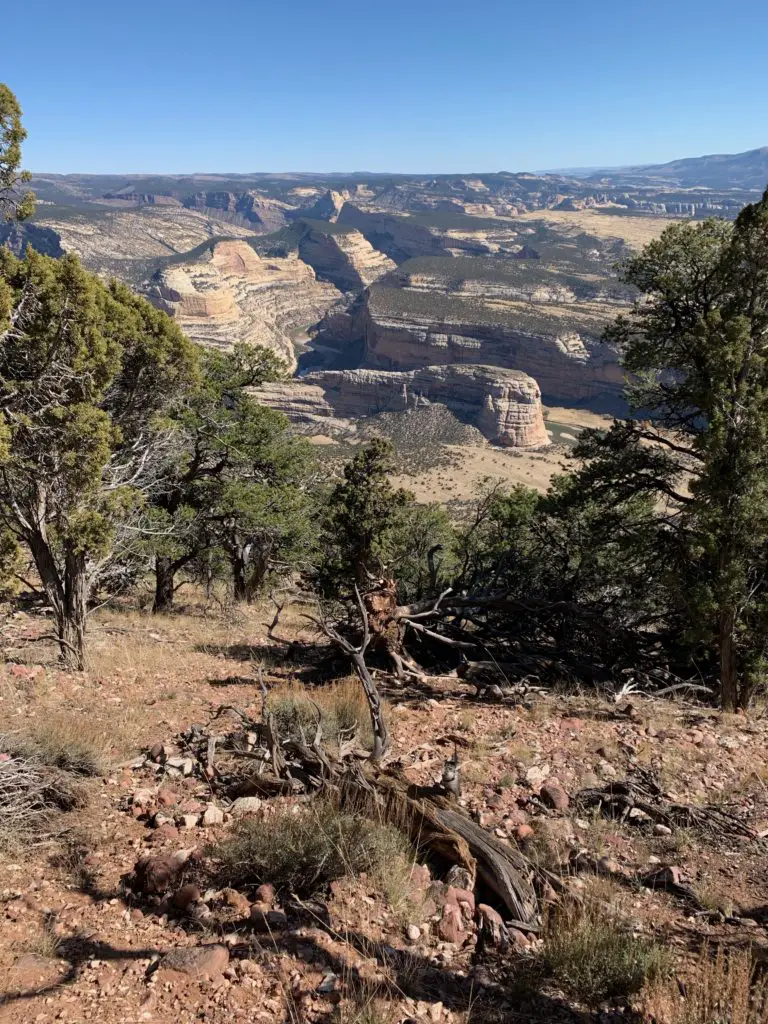 Looking out over a desert, badlands landscape from above. Short trees are in the foreground with a large, rock formation in the background.