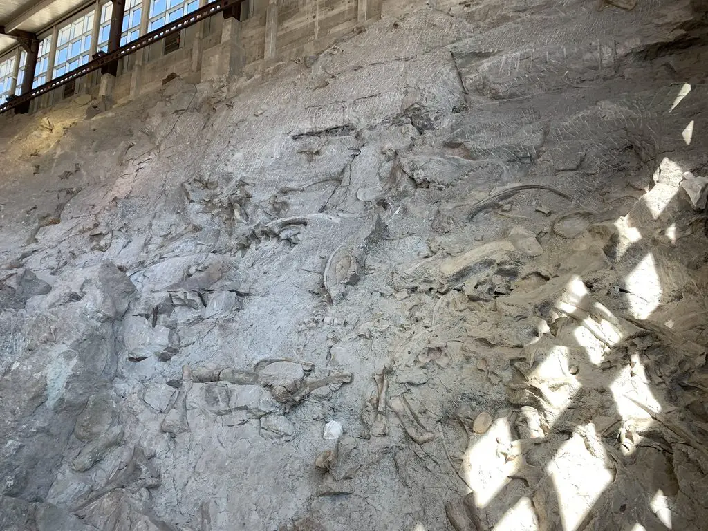 A wall of rock in a building with white, animal bones sticking out of it