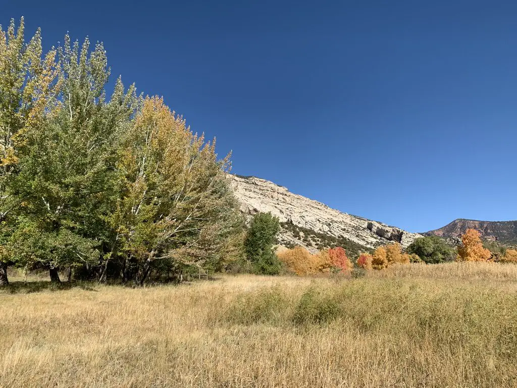 A brows-grass meadow with green trees in the foreground and fall-colored trees and a rocky mountain in the background, all under a clear, blue sky