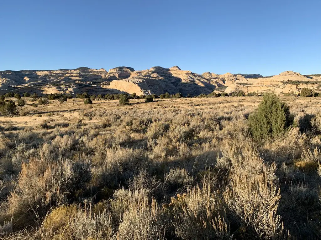 A dry, yellowed grass meadow with rock formations in the background. The sun angle is low and shadows are long.