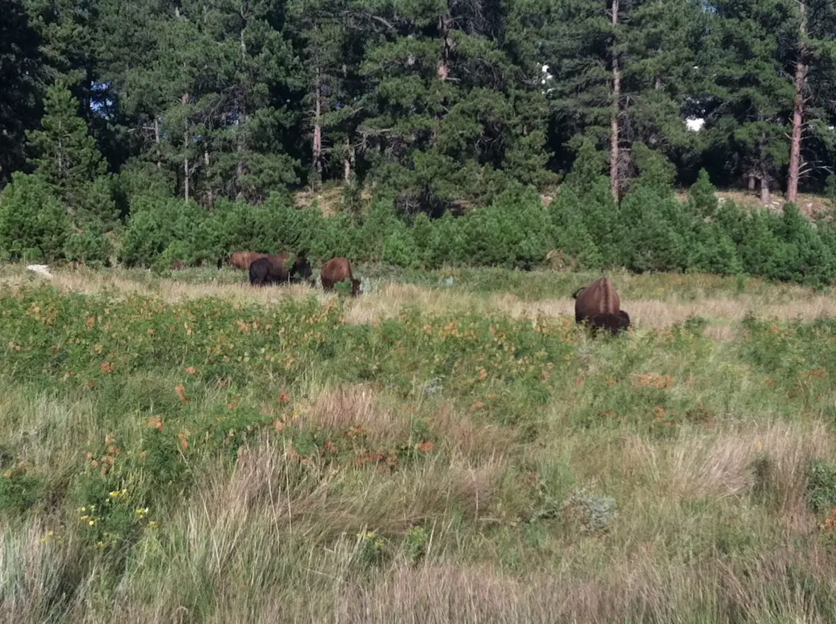 A grassy meadow with several buffalo in the background, in front of a row of trees